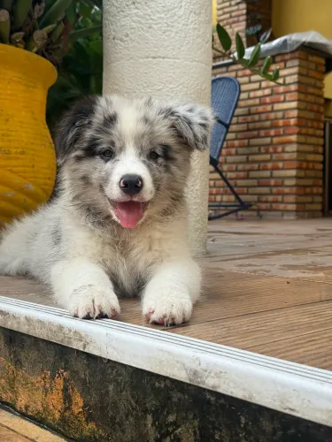Filhote de Border collie