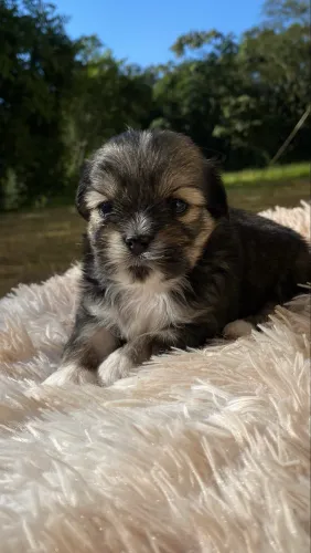 FILHOTE SHIH TZU COM LHASA APSO MACHO - PEQUENO, LINDO E MUITO DÓCIL 
