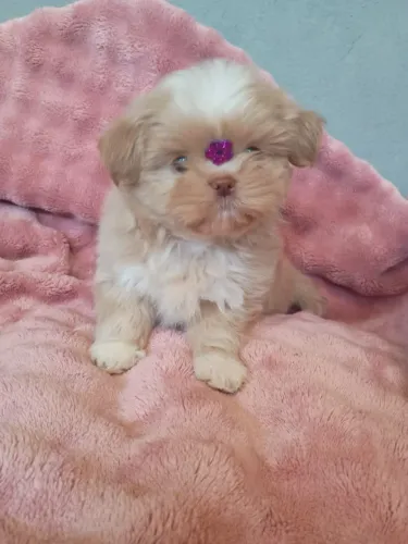 Femeas de shih tzu disponiveis