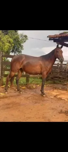 Égua Mangalarga 5 anos-Paii e Mãe registrados