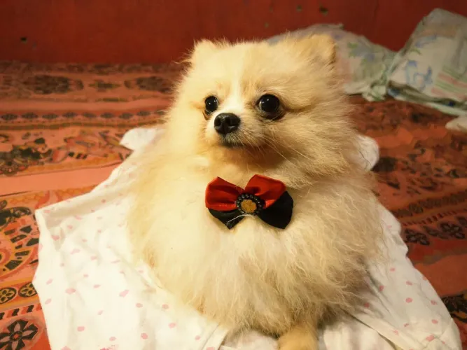 Filhote Spitz