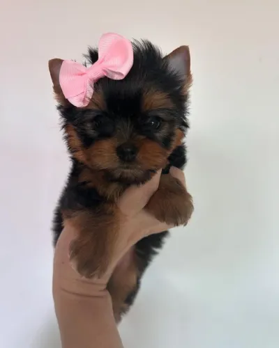 Yorkshire Mini