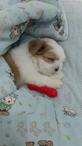 Shih Tzu Cachorrinho cheio de energia e fofura