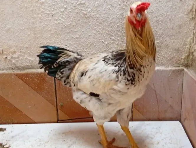 Galo Jovem Rajado: Preto Branco e Dourado