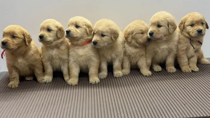 Filhote Golden Retriever