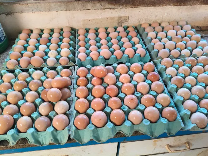 Ovos de Coca francês, gigante