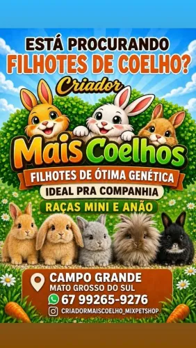 Mini Coelho Variadas Raças e Valores
