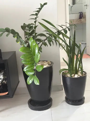 Vendo jarros com plantas ?