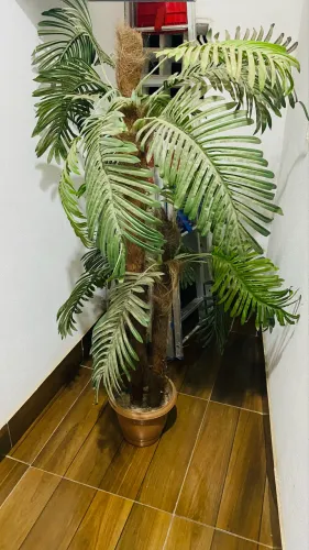 Coqueiro  plástico