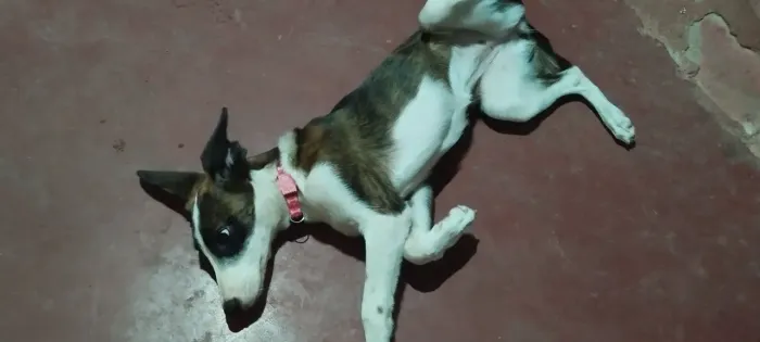Doando cachorra de 6 meses