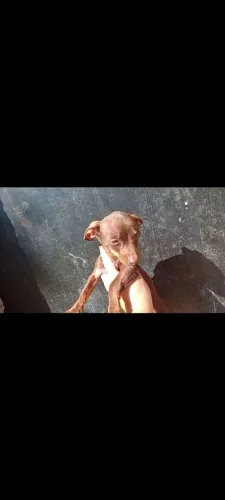 Macho pinscher chocolate