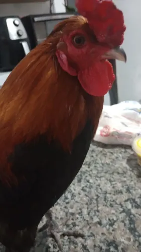 Galo pet, mansinho. 