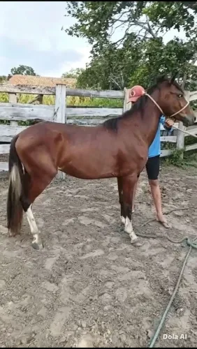Cavalo 3 anos - mestiço - manso de cabresto - Floriano Piauí