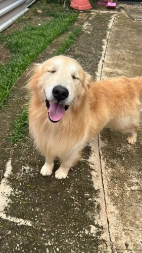 Doa se Macho Golden Retriever