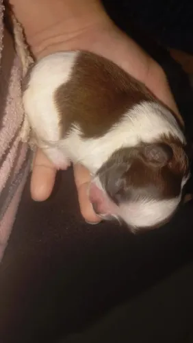 Shitzu disponível último machinho 