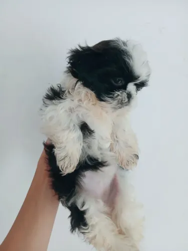 Mini shih tzu fêmea 1200