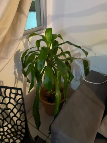Vaso com coqueiro
