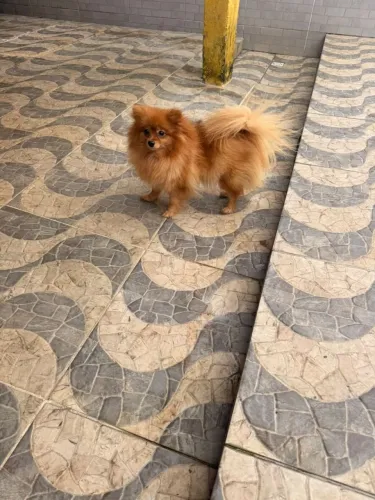 Cachorro
