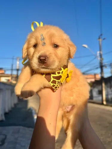 Goldens Retriever