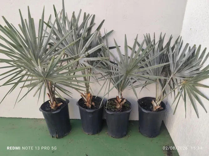 Palmeira Bismarckia Nobilis ( Palmeira Azul ) . Medindo aproximadamente 1,0 metro.  