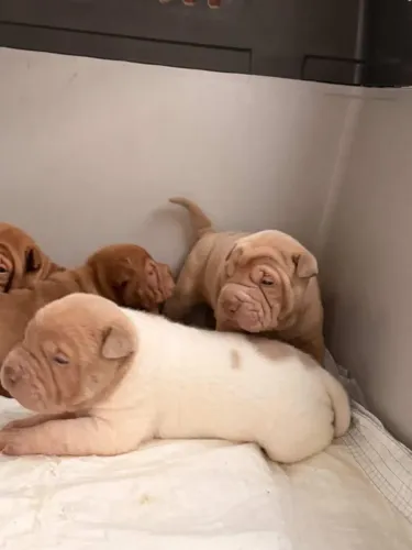 Filhotes machos de Shar-pei!