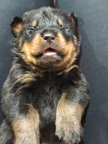 Filhotes de Rottweiler MACHO 