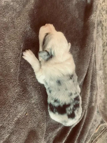 filhote de border collie