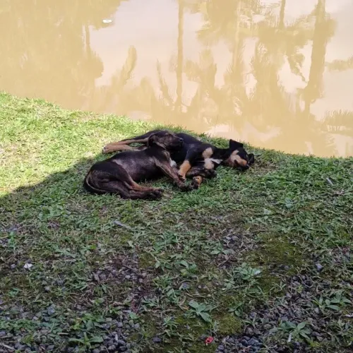 Doação Filhotes de Cachorro