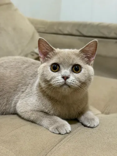 BRITISH SHORTHAIR 