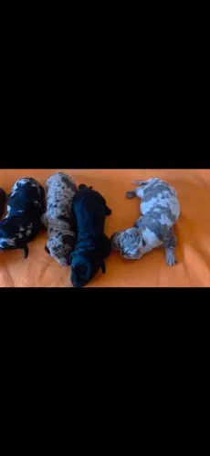 Filhotes Dachshund (Salsicha, Cofap, Basset) LEIA A DESCRIÇÃO. PREÇO DEPENDE DA PELAGEM.