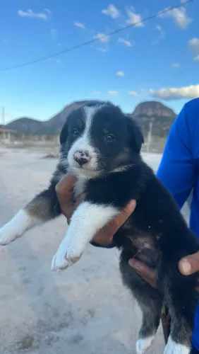 Cachorro