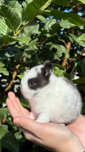 Filhote de coelho Anão Netherland Dwarf