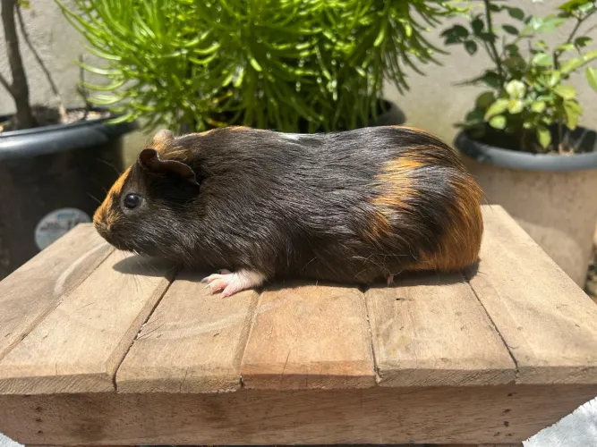 Porquinho India FEMEA