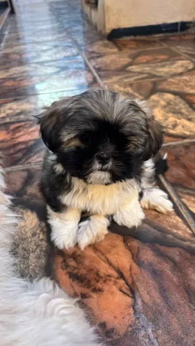 Filhote Lhasa Apso