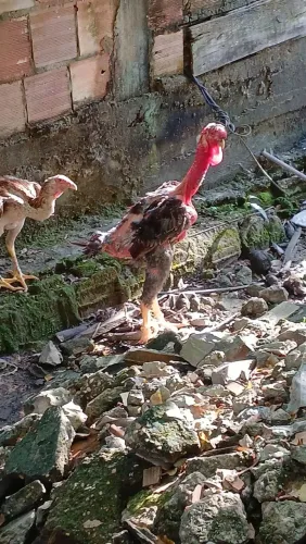 Frango polaco gigante disponível 
