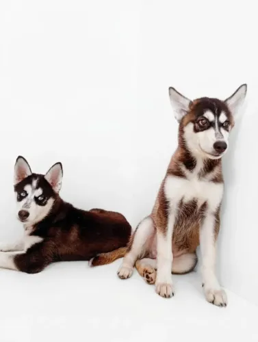 Filhote de husky siberiano macho 