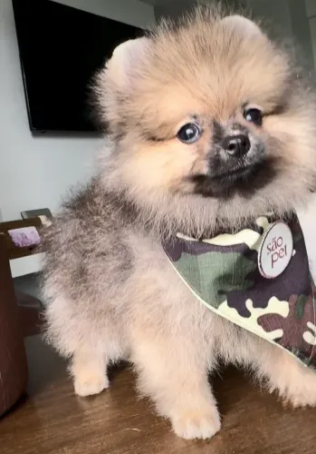 Lulu da pomerânia machinho