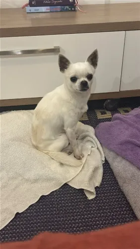 Cruza de Chihuahua 