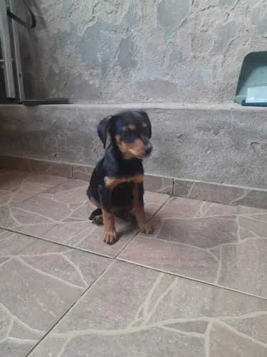 Doação filhotinho mestiço de Pinscher