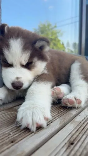 Husky siberiano A surpresa que pode deixar a criançada feliz
