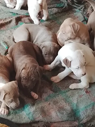 Pitbull