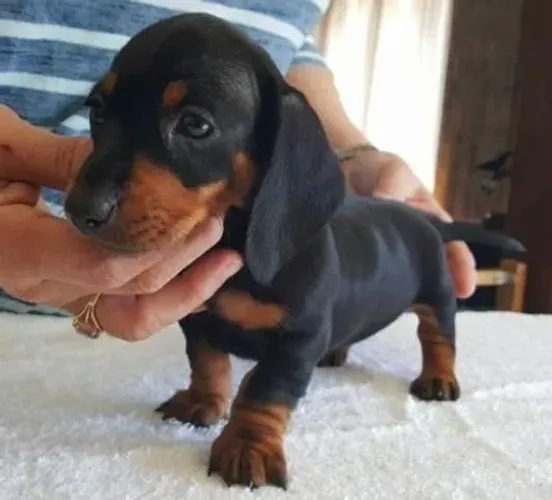 Basset Dachshund Mini Filhotes Obedientes. 