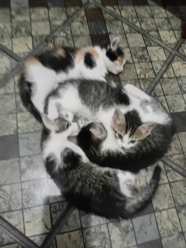 Adoção gatinhos