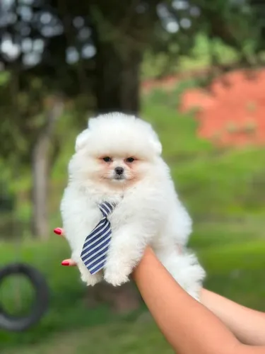 MINI URSINHOS LULU DA POMERANIA ( spitz Alemao)