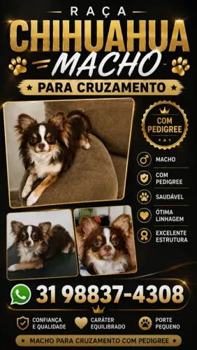 Chihuahua macho 