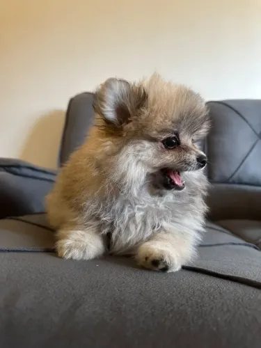 Spitz alemão