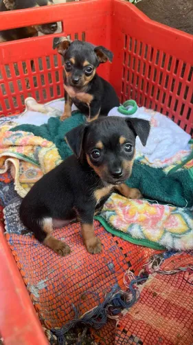 Pinscher