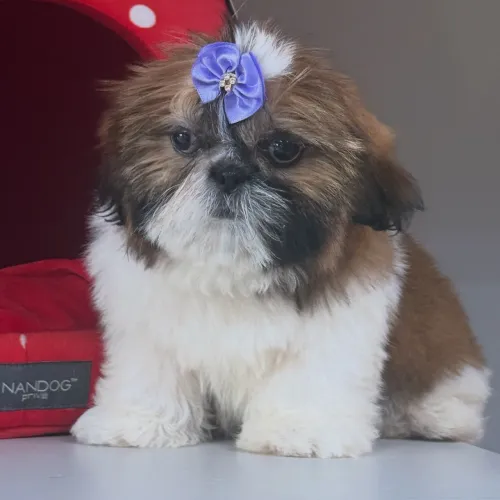 Shihtzu fêmea 
