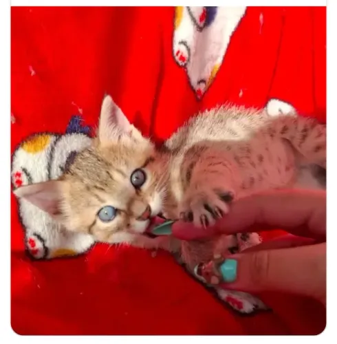 ADOTE linda gata filhote 44 dias