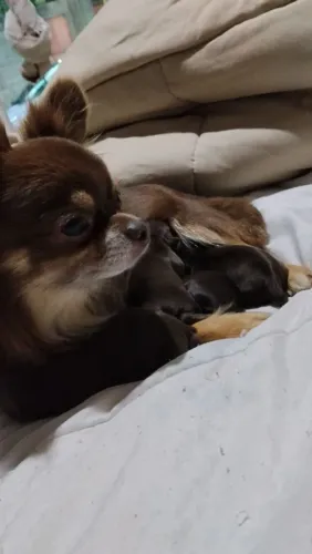 Chihuahua Machos cor Chocolate, Linhagem importada, entregamos
